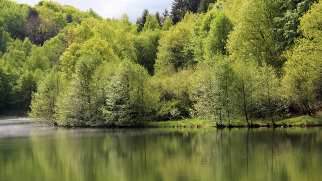 Wasserschutzwald an der Vorsperre Große Dhünn Wasserschutzwald an der Vorsperre Große Dhünn